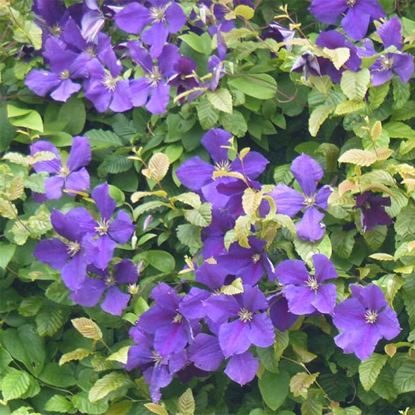 Clematide azul violeta - Clematis jackmanii (Floración)