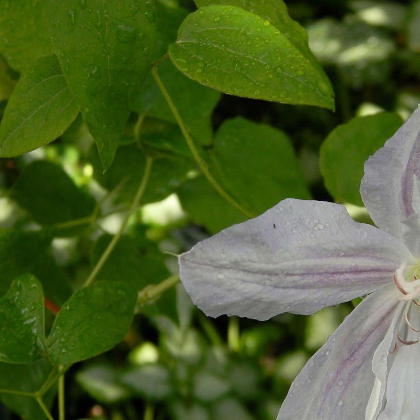 Clematis jackmanii Alba (Follaje)