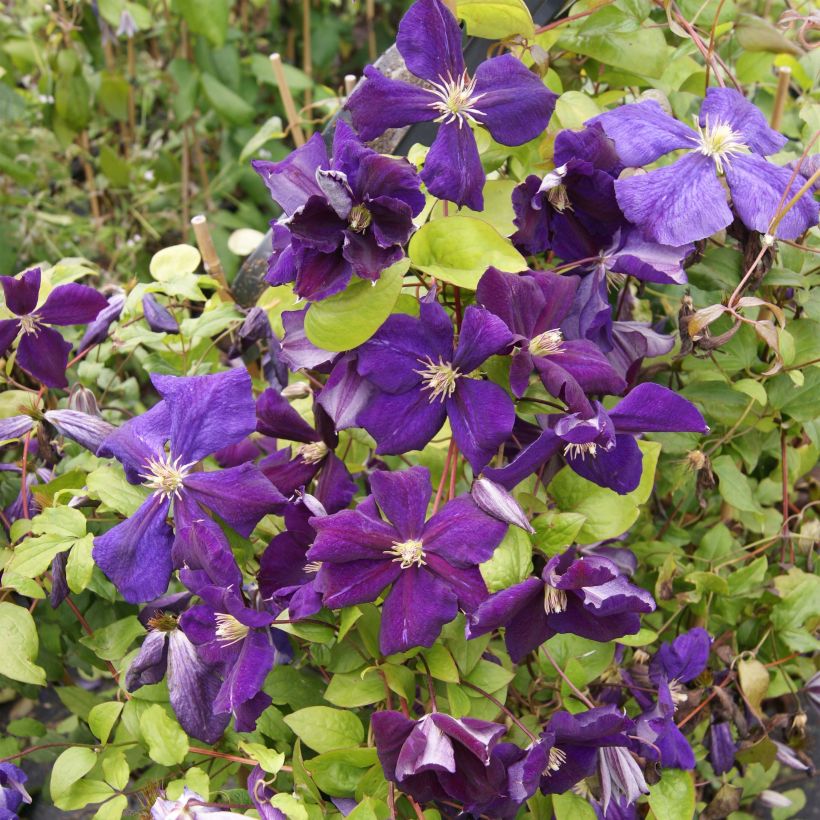 Clematis jackmanii Superba (Floración)