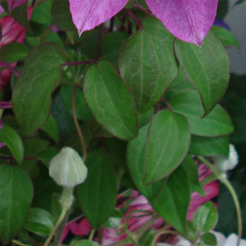 Clematis Kaiser (Follaje)