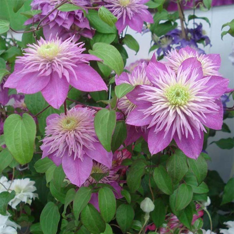 Clematis Kaiser (Floración)