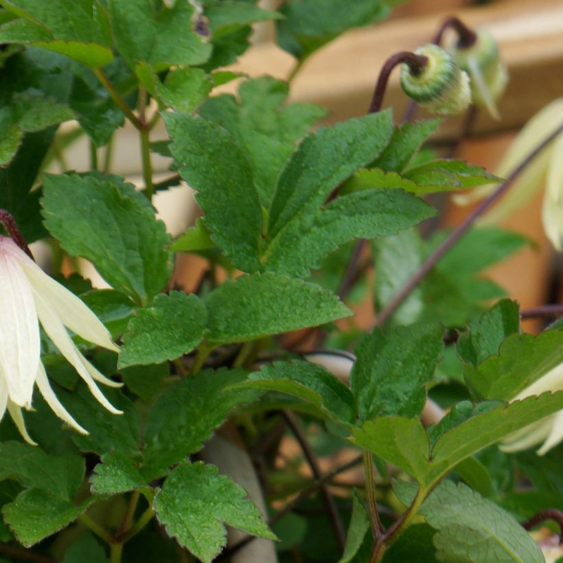 Clematis koreana Amber (Follaje)