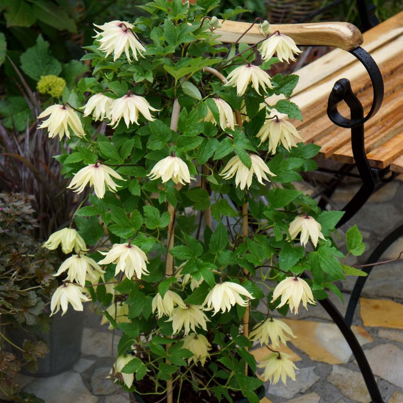 Clematis koreana Amber (Porte)