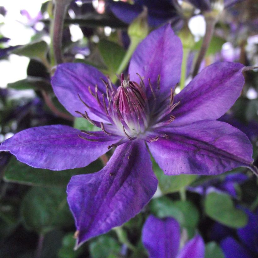 Clematis Mon Amour (Floración)