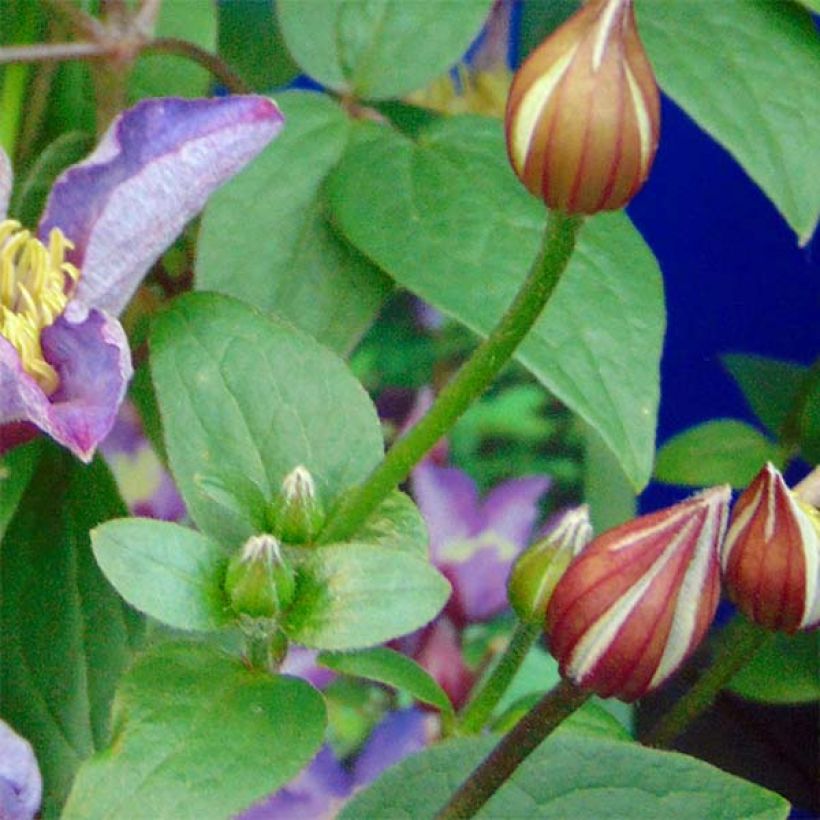 Clematis Exciting (Follaje)