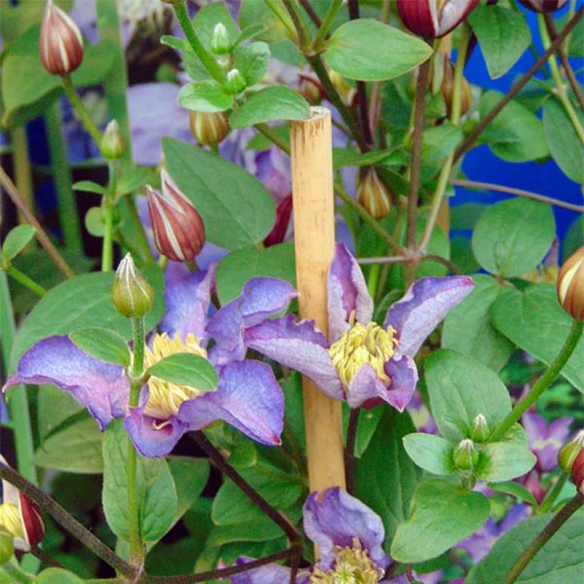 Clematis Exciting (Floración)