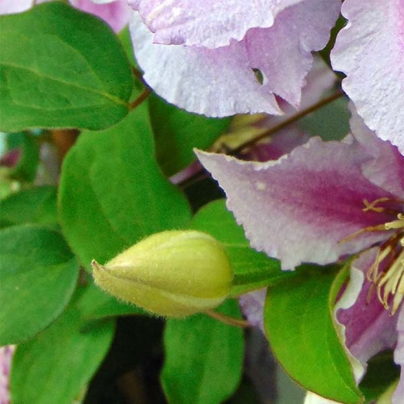 Clematis Piilu (Follaje)