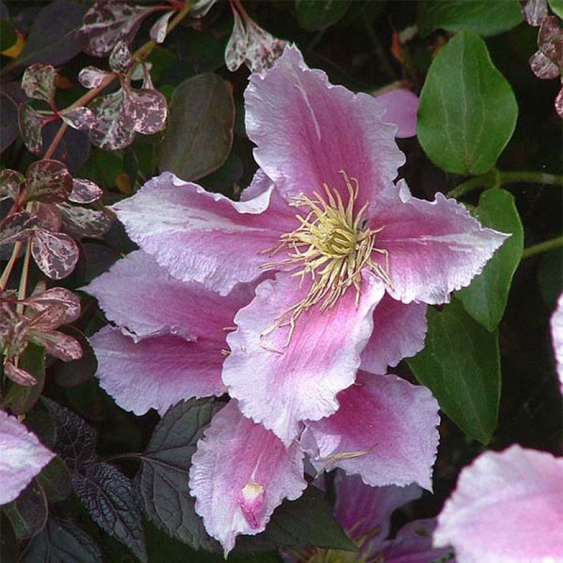 Clematis Piilu (Floración)