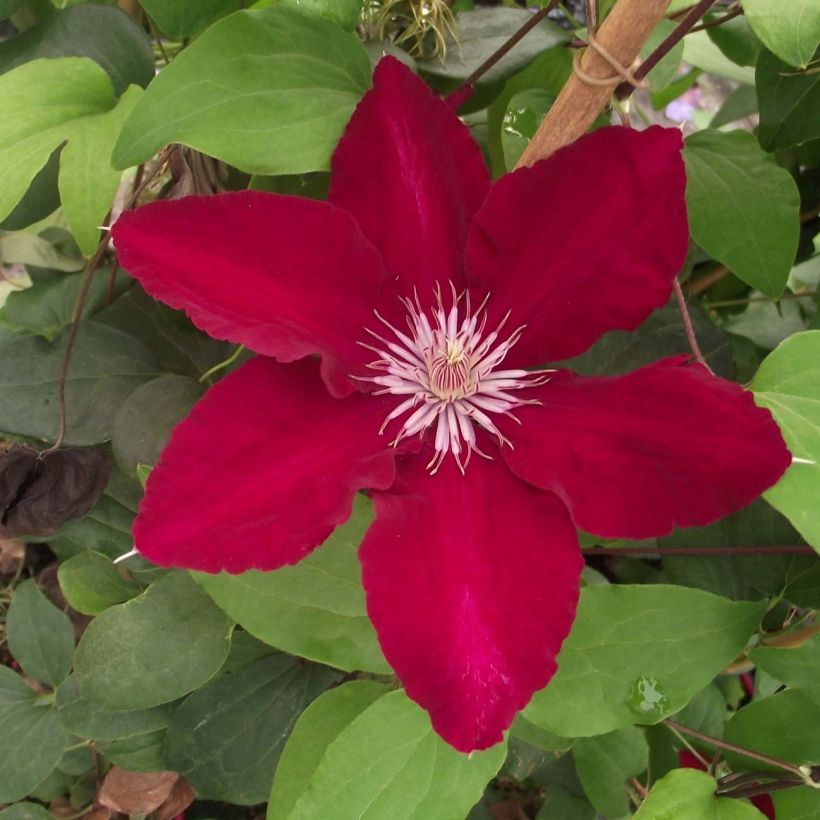 Clematis Rebecca (Floración)