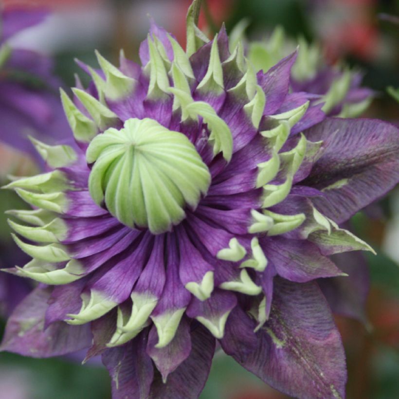 Clematis Taiga (Floración)