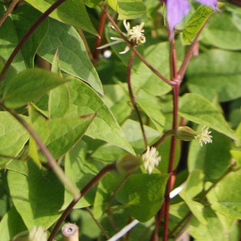 Clematis texensis Prince William - Flor de cuero escarlata (Follaje)