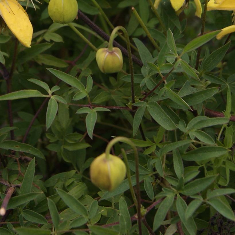 Clematis tibetana var. vernayi Orange Peel (Follaje)