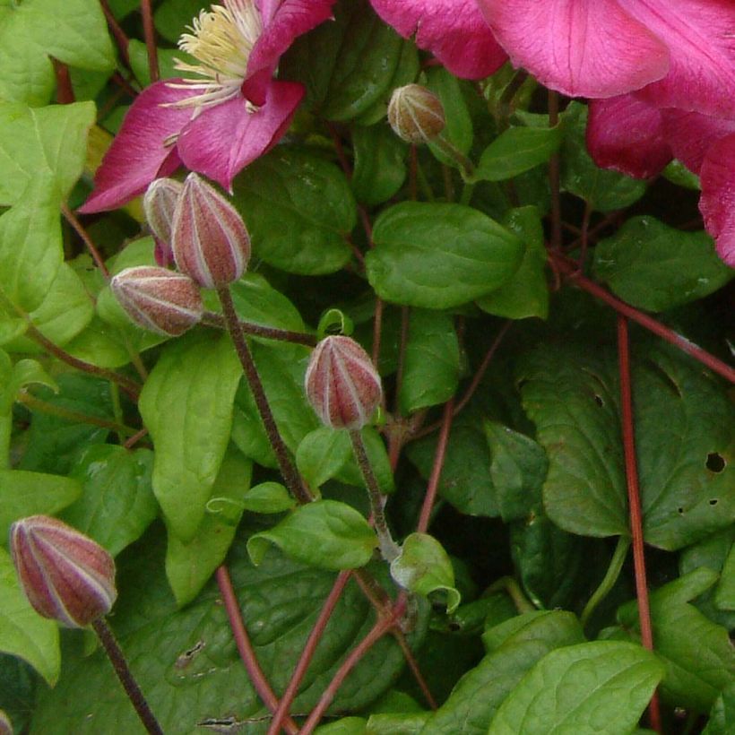 Clematis Ville de Lyon (Follaje)