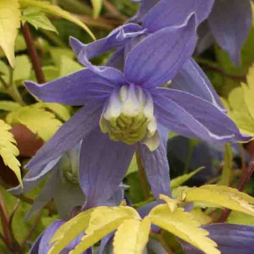 Clematis Stolwijk Gold (Floración)