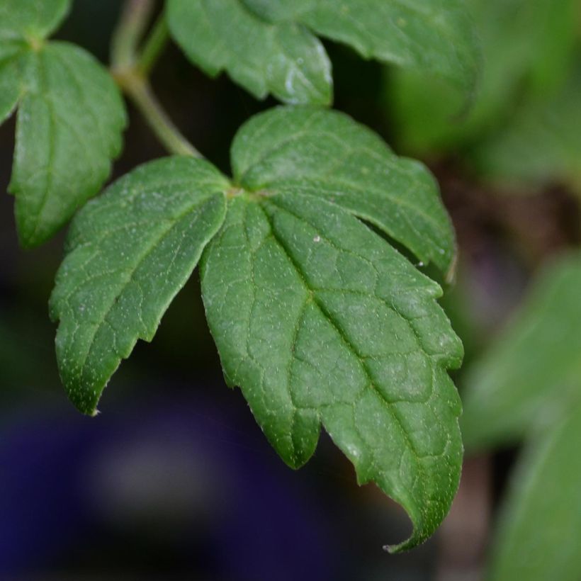 Clematis Francis Rivis (Follaje)