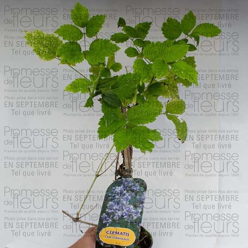 Ejemplo de ejemplar de Clematis heracleifolia Stanislaus Maceta 2L/3LAltura de entrega aprox. 40/50cm tal y como se entrega