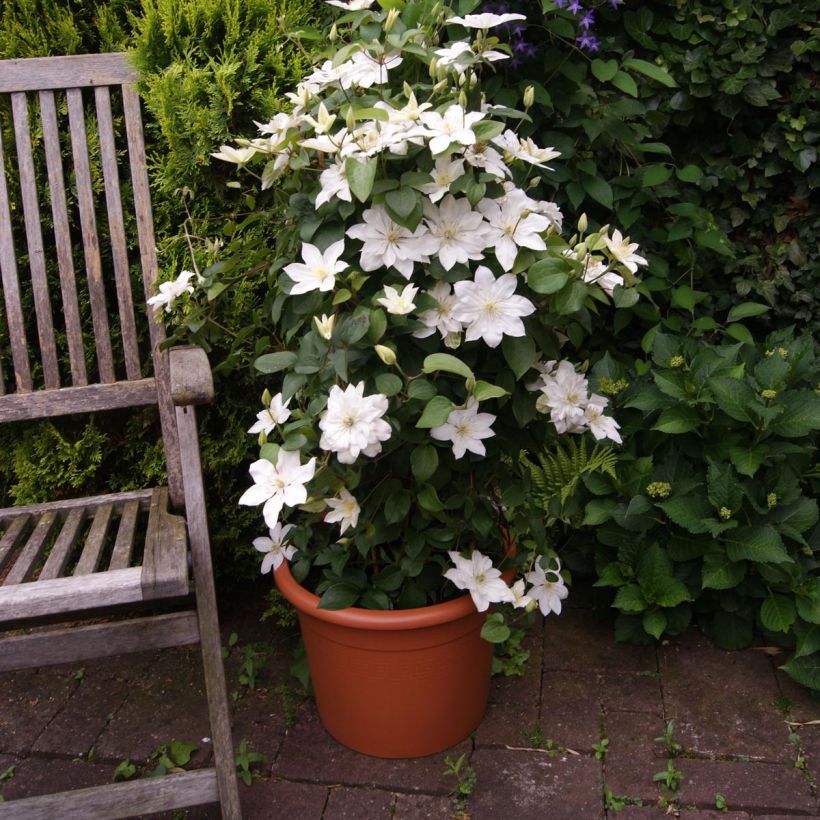 Clematis integrifolia Baby Star (Porte)