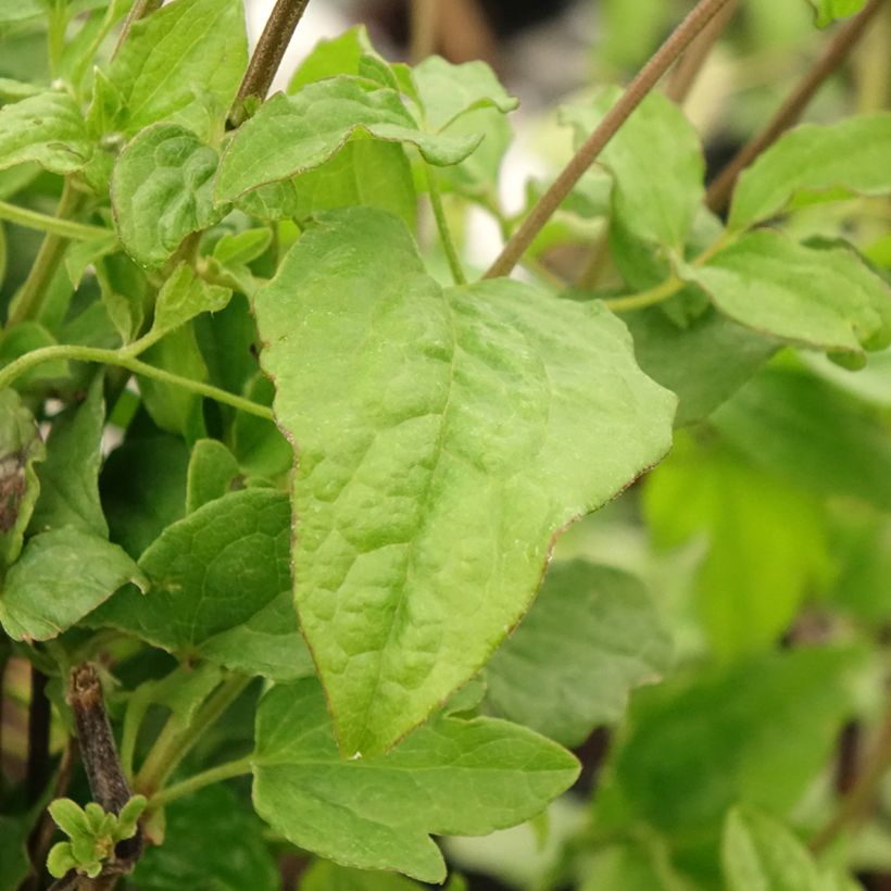 Clematis Blekitny aniol (Follaje)