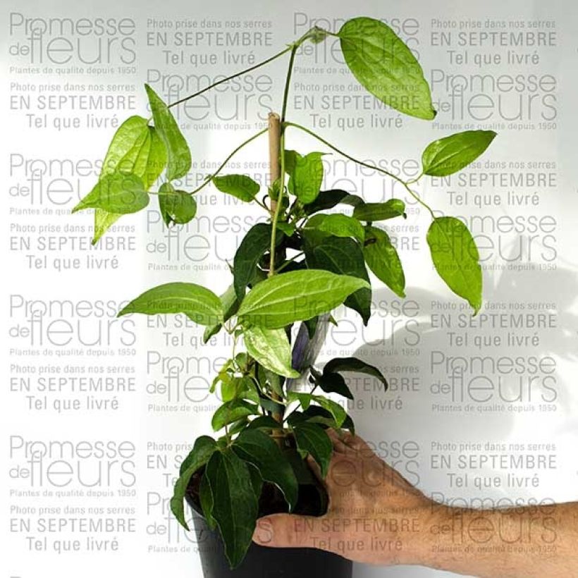 Ejemplo de ejemplar de Clématite - Clematis Blue Ravine Pot de 2L/3L tal y como se entrega