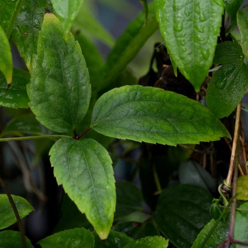 Clematis urophylla Winter Beauty (Follaje)