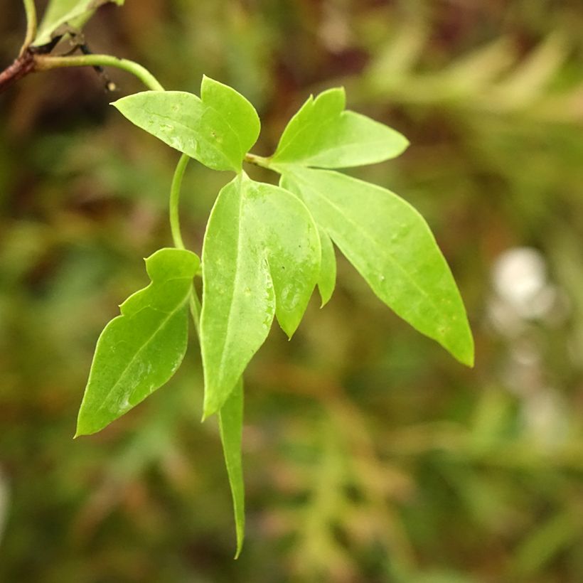 Clematis napaulensis Christmas Surprise (Follaje)