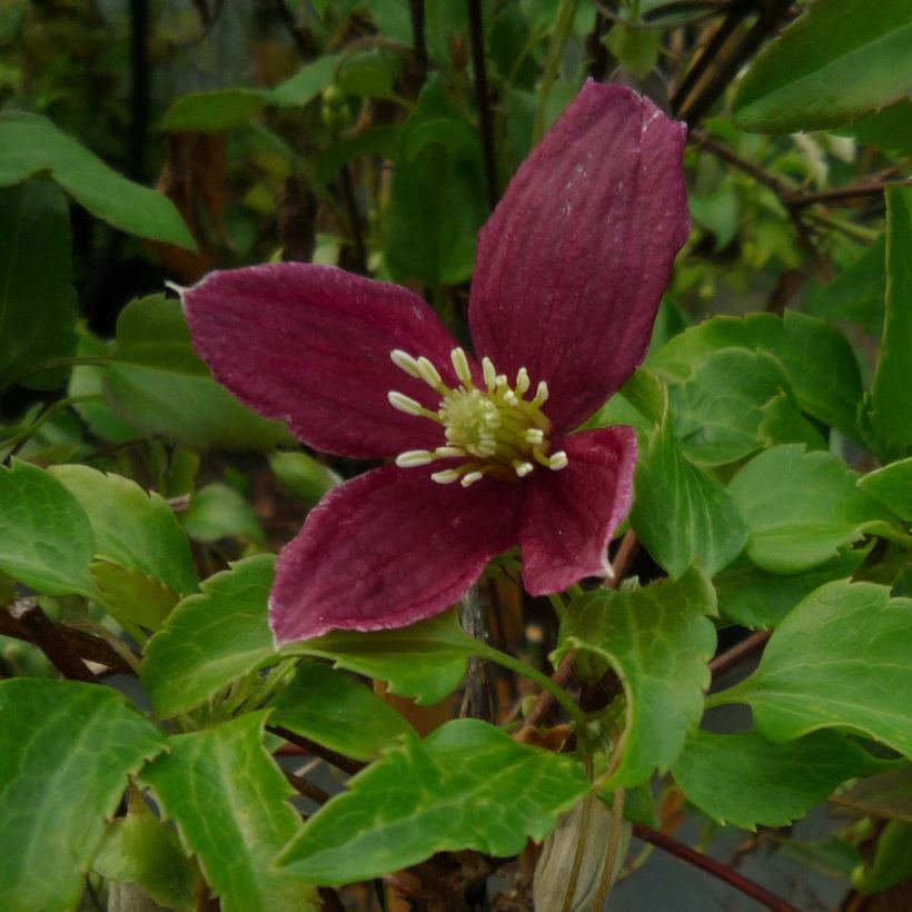 Clematis cirrhosa Lansdowne Gem - Aján (Floración)