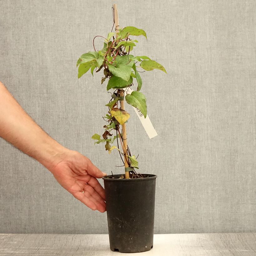 Ejemplar de Clématite - Clematis Alice Fisk Pot de 2L/3L entregado en verano