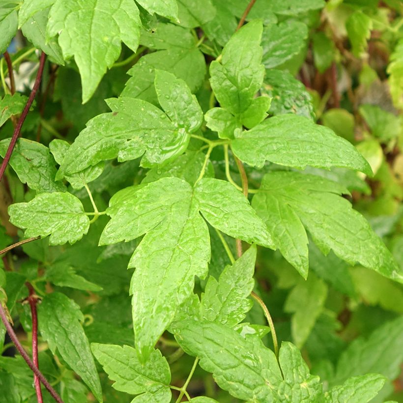 Clematis Ocean Pearl (Follaje)