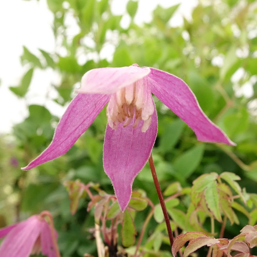 Clematis alpina Ruby (Floración)