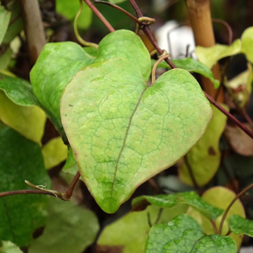 Clematis Asao (Follaje)