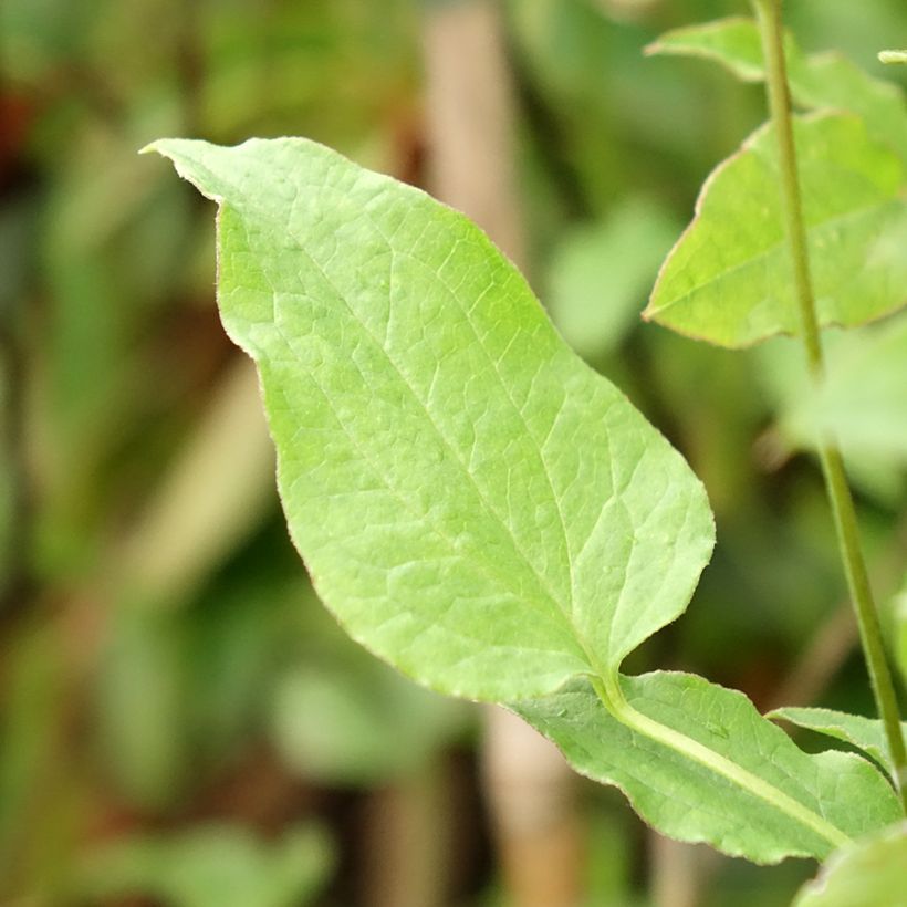 Clematis viticella Astra nova (Follaje)