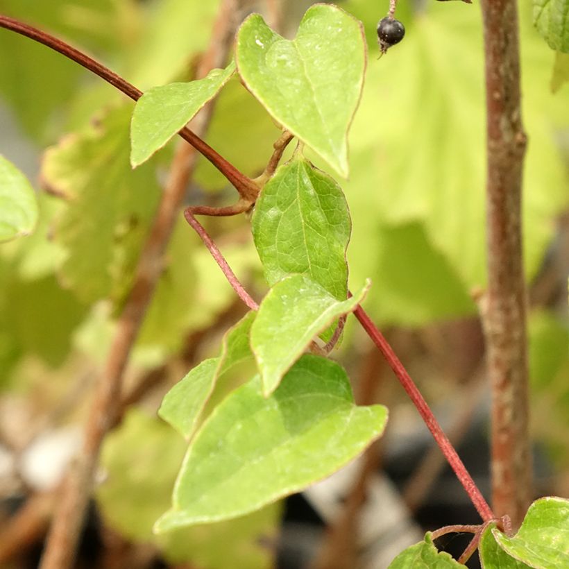 Clematis Cezanne (Follaje)