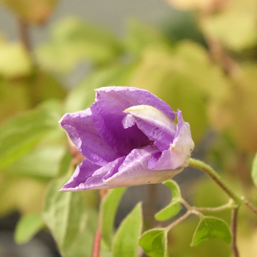 Clematis Cezanne (Floración)