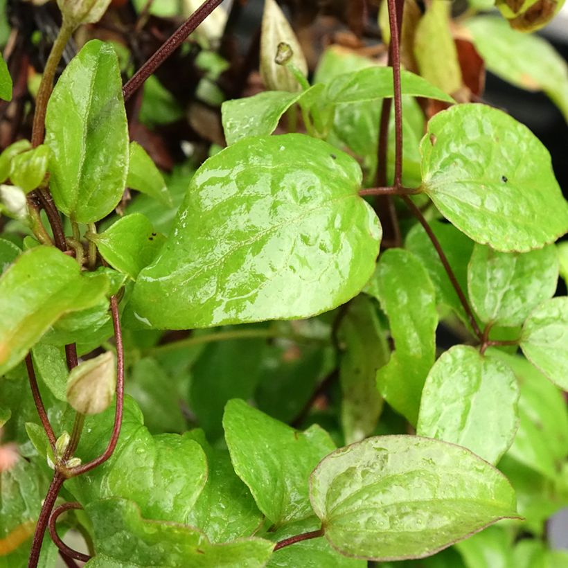 Clematis Comtesse de Bouchaud (Follaje)