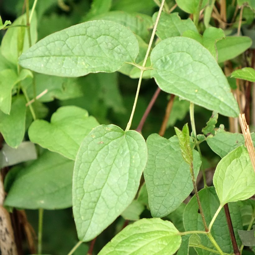 Clematis Eriostemon (Follaje)