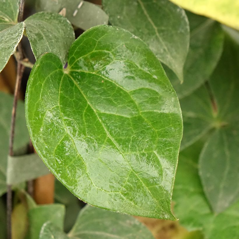 Clematis Fuji Musume (Follaje)