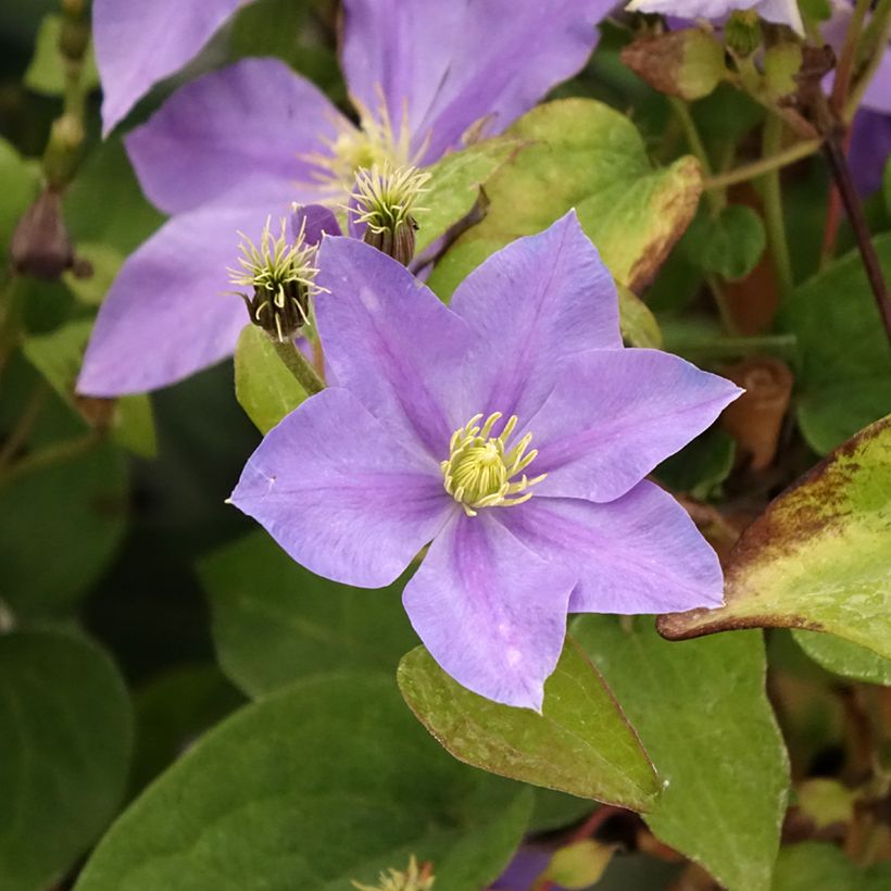 Clematis Fuji Musume (Floración)