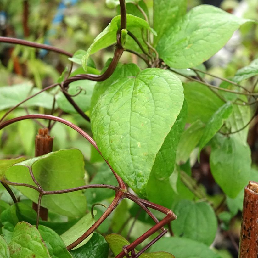 Clematis fusca (Follaje)