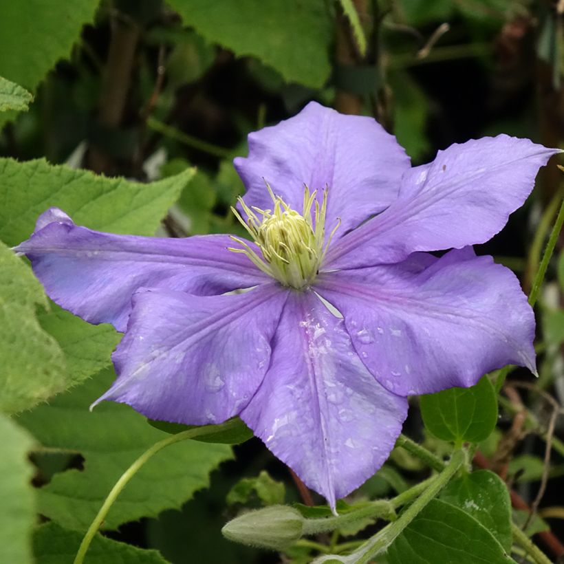 Clematis Général Sikorski (Floración)