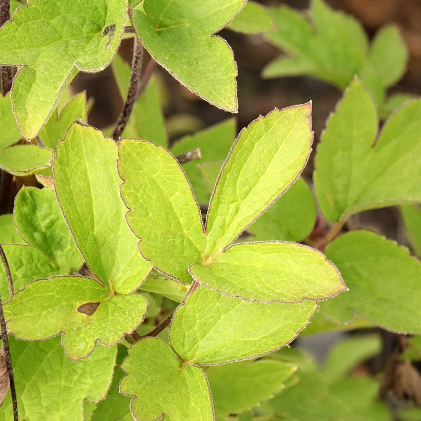 Clematis I am Red Robin (Follaje)