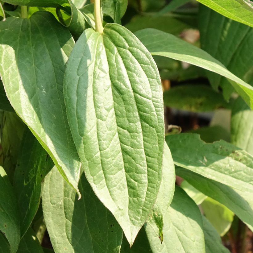 Clematis integrifolia Rosea (Follaje)