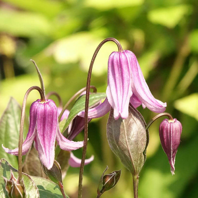 Clematis integrifolia Rosea (Floración)