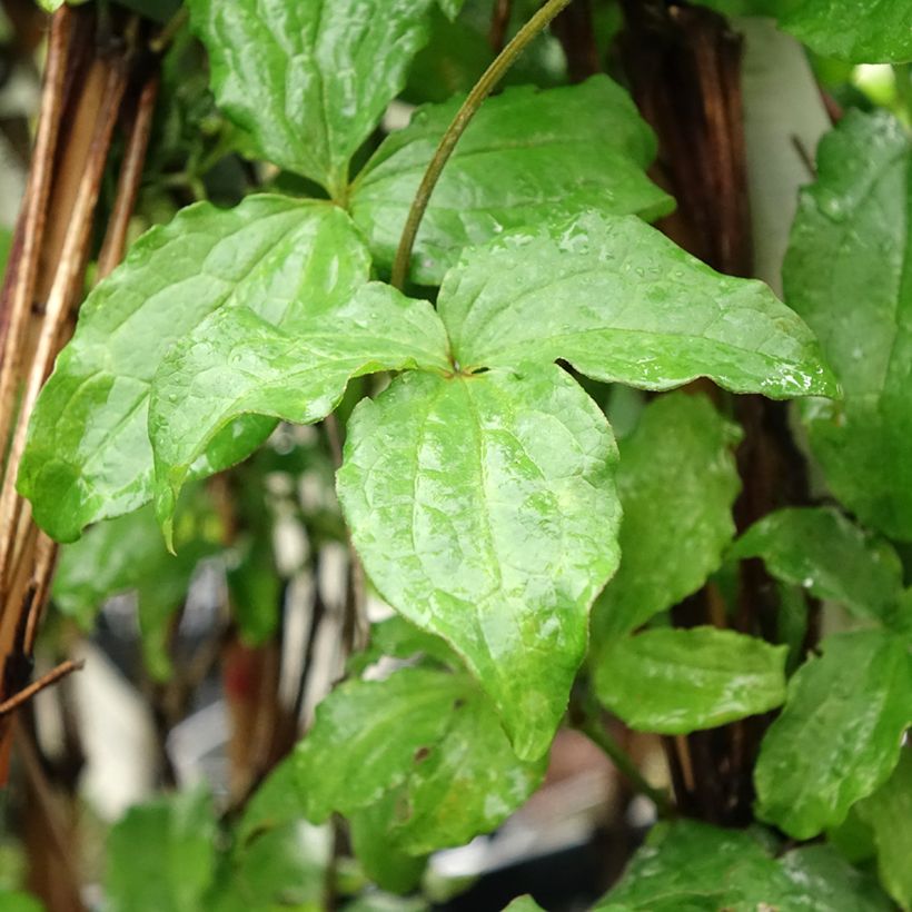 Clematis jackmanii Purpurea (Follaje)