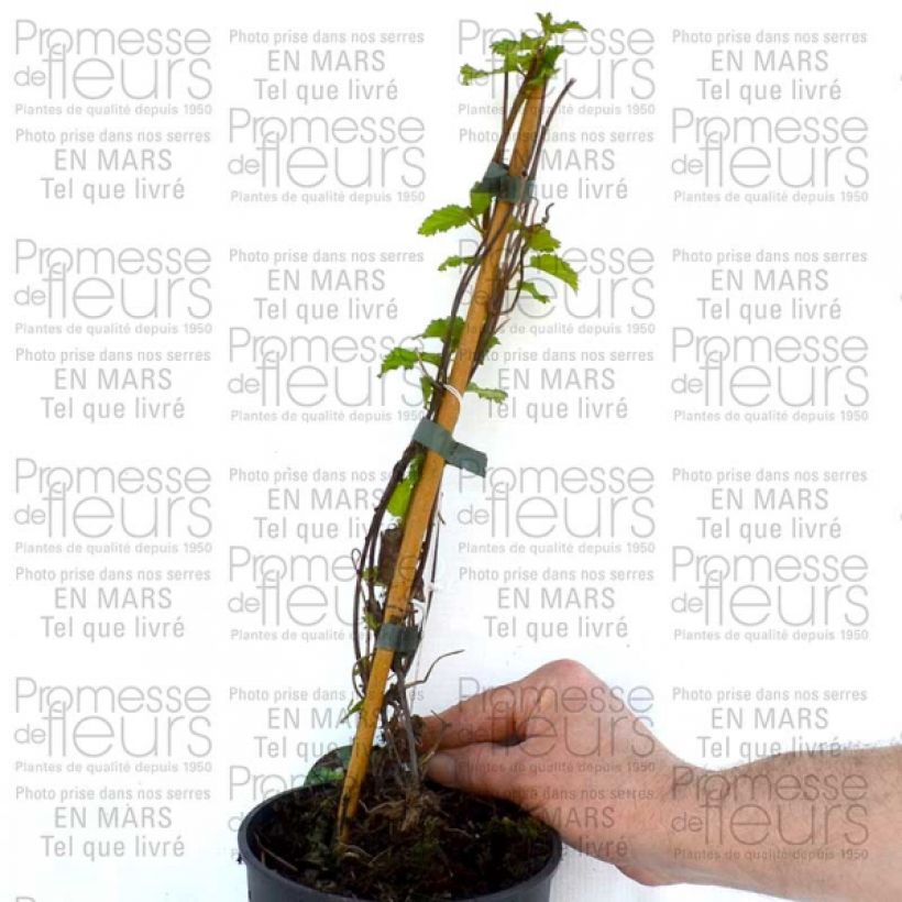 Ejemplo de ejemplar de Clematis Love Child Maceta 2L/3LAltura de entrega aprox. 40/50cm tal y como se entrega