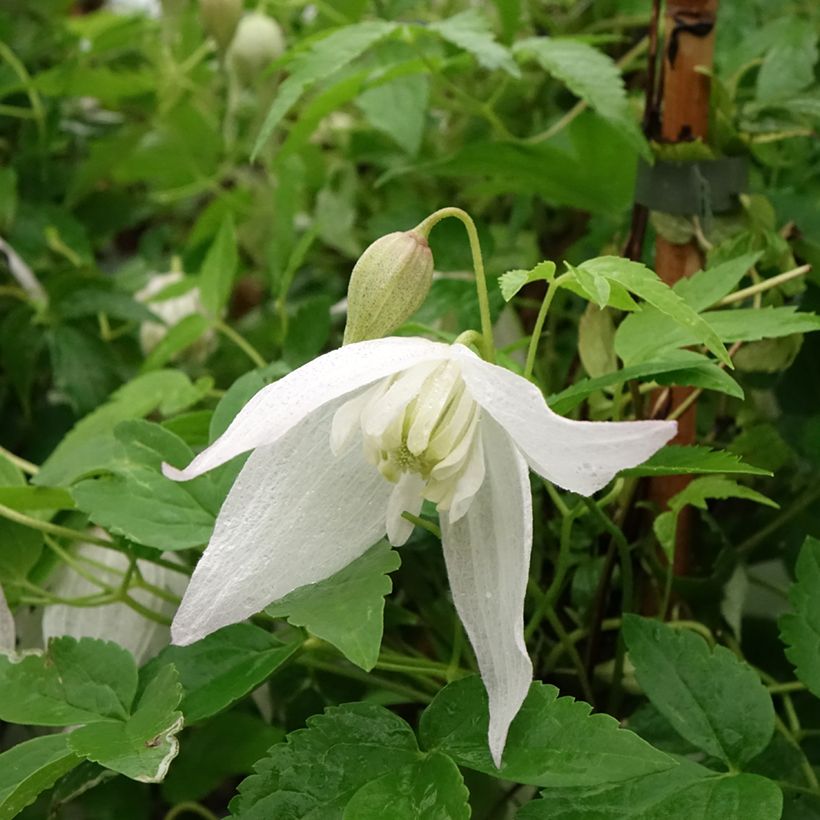 Clematis macropetala Broughton Bride (Floración)