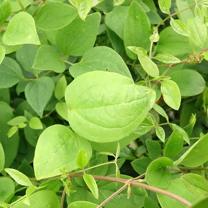 Clematis flammula mandshurica - Clemátide olorosa (Follaje)