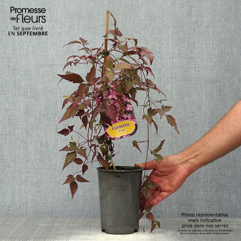 Ejemplar de Clématite - Clematis montana Freda Pot de 2L/3L entregado en otoño