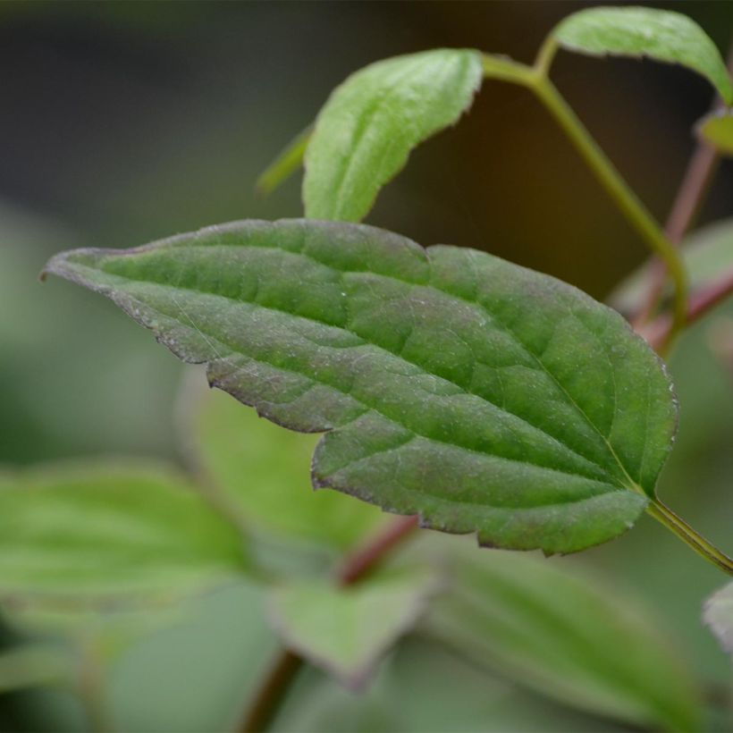 Clematis montana Marjorie (Follaje)