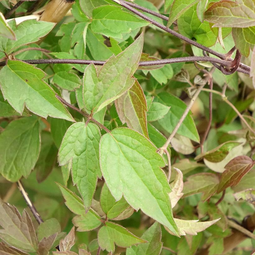 Clematis montana Spooneri (Follaje)