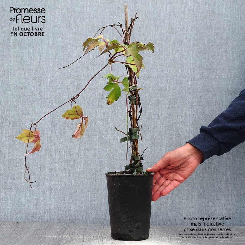 Ejemplar de Clématite - Clematis montana Tetrarose Pot de 2L/3L entregado en otoño